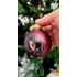 Picture 3/6 -Harry Potter Glass Ornament