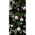 Picture 6/6 -Harry Potter Mishief managed Glass ornament